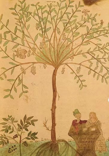 用一棵无法鉴定的树木的刺当作牙签，出自彼得罗·安东尼奥·米歇尔《植物五书》（1553—1565年）手稿的局部。（《不散的筵席：艺术中的饮食文化史》内页插图）