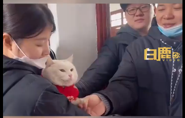 女子第三年带猫回家过年 猫收到千元红包团宠招财