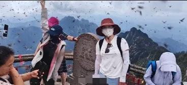 游客吐槽安徽黄山景区 拍照满屏都是飞虫