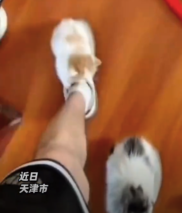 主人吐槽小貓上腳上不下來,，網(wǎng)友：這“貓貓鞋”快上鏈接,！