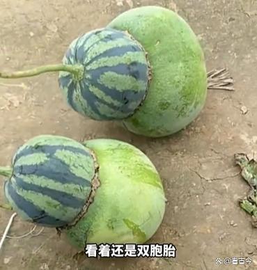 女子在瓜地发现东西瓜 自然奇观引发热议