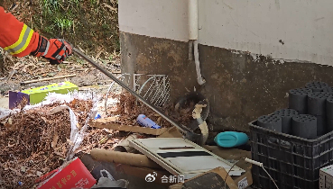眼镜蛇闯入居民家中被消防员捕获 专业处置保平安