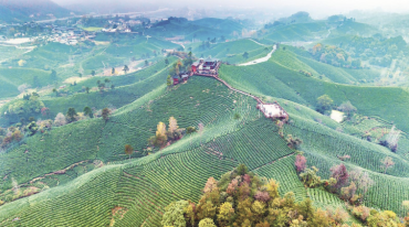 万亩茶园 层峦叠嶂