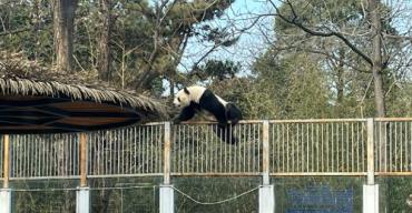 太淘气！北京动物园大熊猫翻出围栏