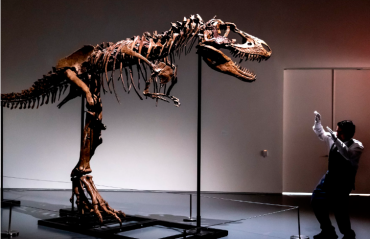 美国将拍卖一具恐龙化石骨架：高3米