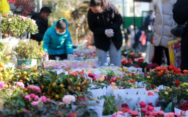 市民选购鲜花迎新年