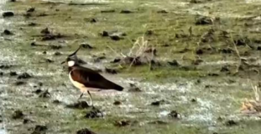 天山南北候鸟云集 新疆修复湿地留万鸟繁殖栖息