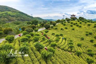 安徽芜湖：茶园美如画