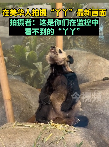 在美华人拍摄“丫丫”画面：这是你们在监控中看不到的“丫丫” 网友呐喊：早日回家