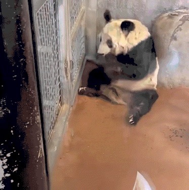 泪目！丫丫走到一直陪伴它的华人身边缓缓躺下 丫丫仿佛明白谁是它家人！