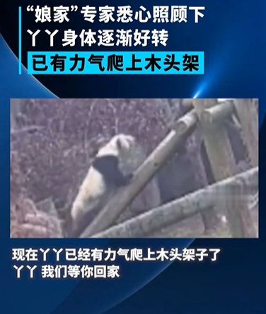 旅美大熊猫丫丫最新画面曝光：身体状况逐渐好转