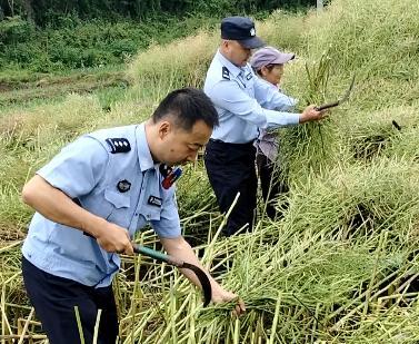 4位民警帮残疾村民抢收600多斤油菜 警民情深暖人心