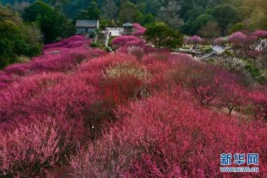 Pesona Bunga Plum Gamit Pengunjung