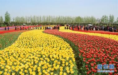 Jutaan Tangkai Tulip yang Mempesona