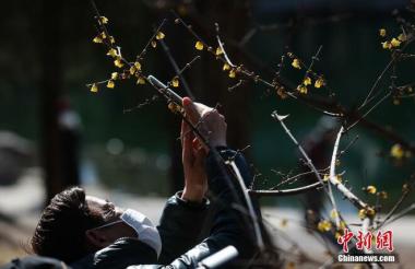 Bunga Wintersweet Mekar, Tarikan Baharu Taoranting