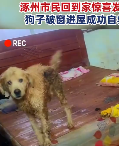 洪水来袭，市民不得不把狗子留在家里，回到家发现狗已自救