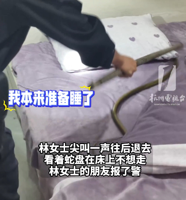 女子床上出现大蛇 民警擒拿 深夜惊魂后平安放生
