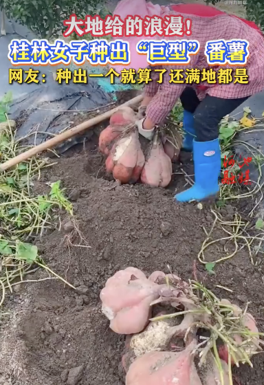 女子种出巨型红薯，网友：种出一个就算了还满地都是