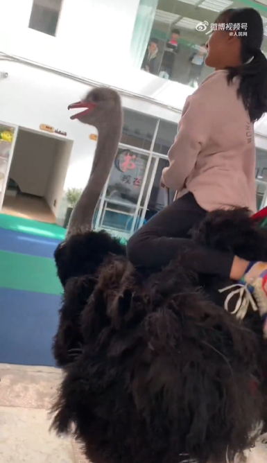 云南小女孩骑鸵鸟上学从容淡定，直接骑进室内