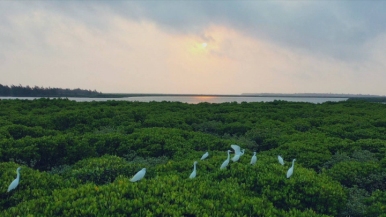 Nuestro hogar común: El proyecto de rehabilitación del ecosistema costero de China