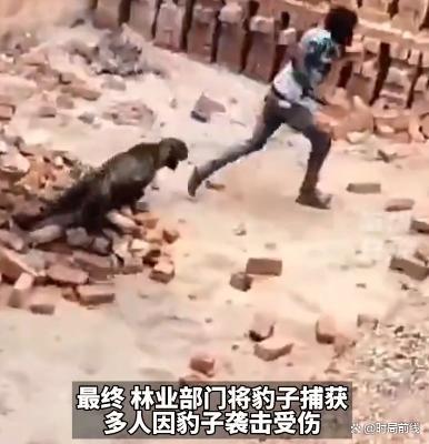 太猛了！印度男子与黑豹近身肉搏 将其按倒捂嘴