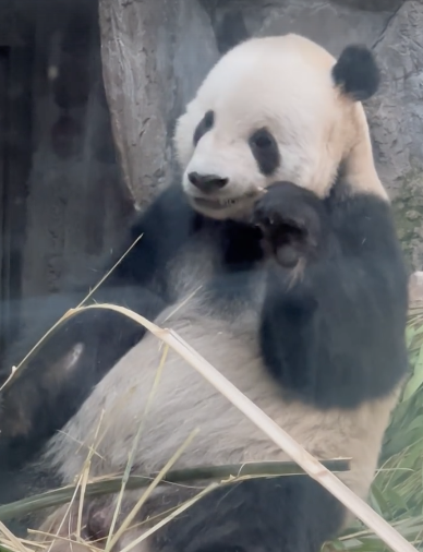 发现一只偷感很重的大熊猫 网友争相提问