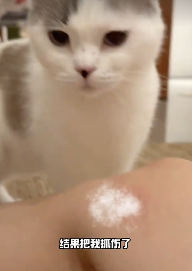 小猫反复确认主人是否原谅自己 小心翼翼讨好你