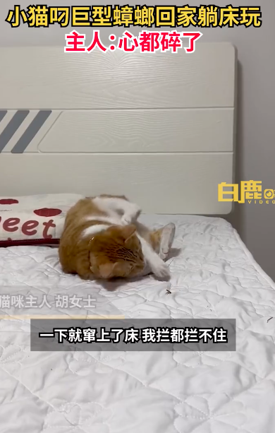 小猫叼巨型蟑螂回家躺床抱着玩