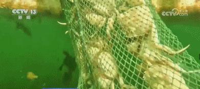 沙漠里也能养三文鱼龙虾了 盐碱地变“海”奇迹