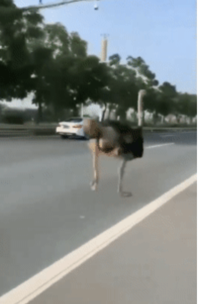 網(wǎng)友早高峰偶遇鴕鳥壓馬路 寵物鴕鳥街頭狂奔尋家