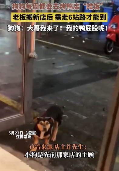 烤鴨店搬家小狗跑6站地找來 尋味歸途