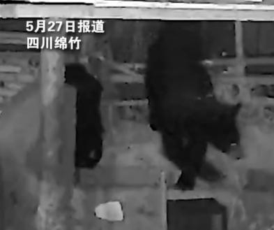 熟練得讓人驚訝,！黑熊連續(xù)3年偷蜜今年已偷18桶
