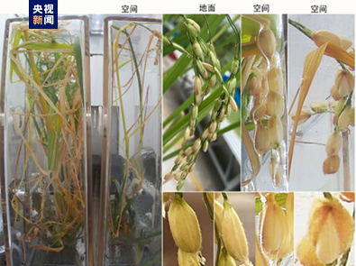 国际首次！中国空间站种出的水稻种子回家了