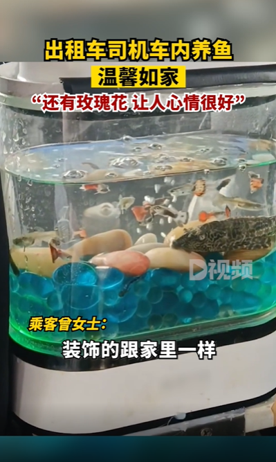 司机出租车内放鱼缸养鱼 网友好奇：“鱼会晕车不”