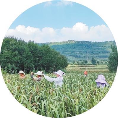 唱着民歌迎丰收 田间果园笑声扬
