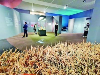 展厅用稻谷营造氛围。 