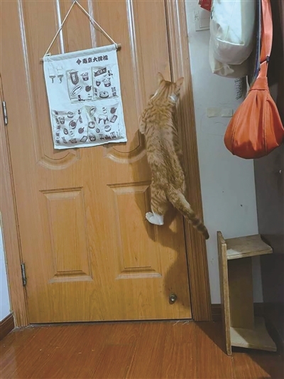 公司的小猫我方学会了开声控门 明智小猫令东说念主颂扬