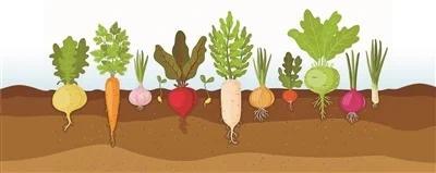 冬日健康补给站 解锁萝卜的隐藏吃法