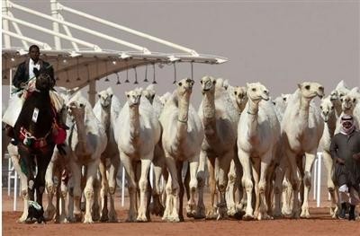 沙特骆驼节谢绝医美 40多头骆驼因整容被踢出选美