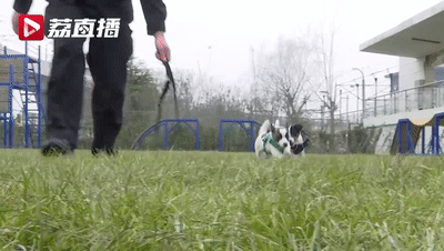 超小號警犬在線征名,！