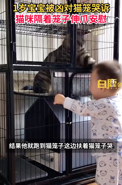宝宝被骂扒猫笼哭诉获猫咪摸头安慰 猫：你等我出的！