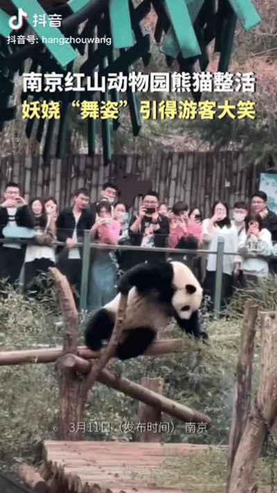 南京红山大熊猫好会表演：魔性挠痒痒似跳舞