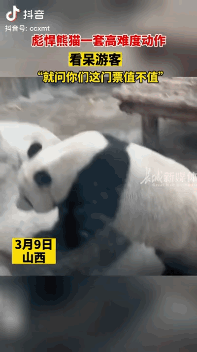 南京红山大熊猫好会表演：魔性挠痒痒似跳舞