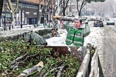 一场冻雨大雪为何压断了那么多树？十年来树木受损最严重的一次！