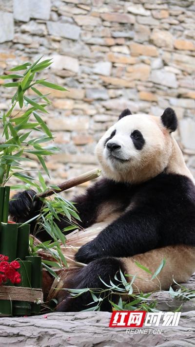福到福到！《福宝见面会》大熊猫“福宝”正式与公众见面