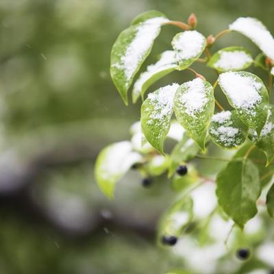 “雪落九九頭,農(nóng)家發(fā)大愁”有啥預(yù)兆,？