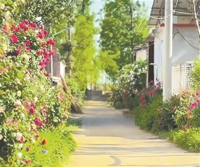 丈夫?yàn)槠拮臃N了滿胡同的鮮花 愛的承諾