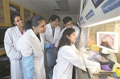 科學家培育出新型“全腦”類器官 開啟復雜神經疾病研究新途徑