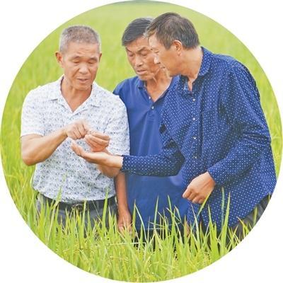 唱着民歌迎丰收 田间果园笑声扬