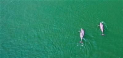 我国将加强长江江豚系统性保护（美丽中国）